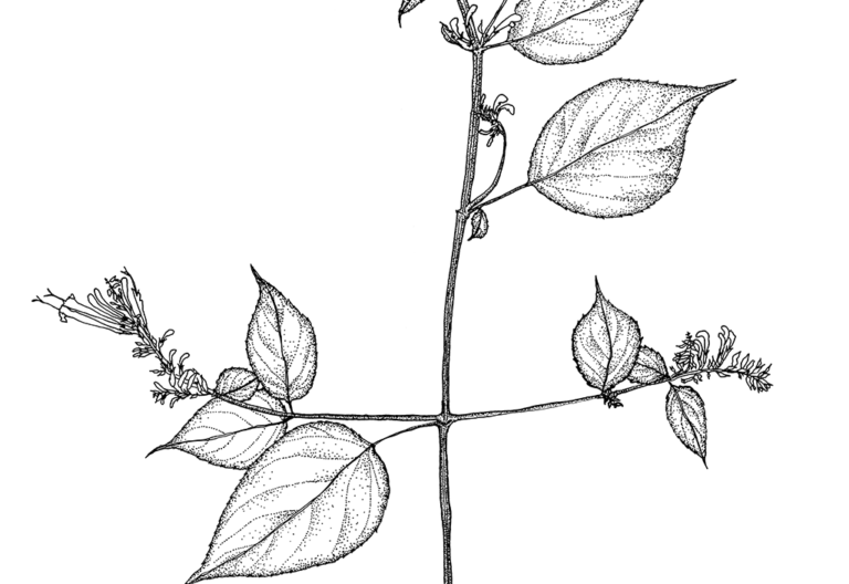 scientific plant illustrations