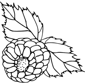 blackberry label illustration