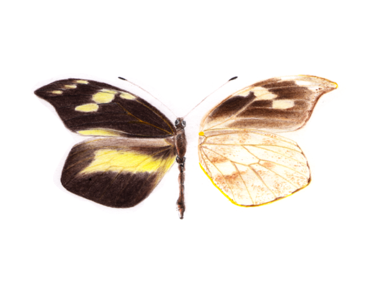 scientific butterfly illustration